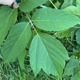 Photo of the plant species California Boxelder Maple by @ProCatmint44 named Coco on Greg, the plant care app