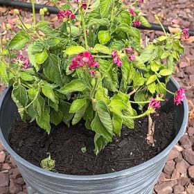 Photo of the plant species Lantana by @FormallyTawa63 named Demi on Greg, the plant care app