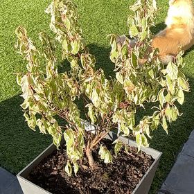 Photo of the plant species Ivory Halo Dogwood by @SisterTutu34 named Homer on Greg, the plant care app