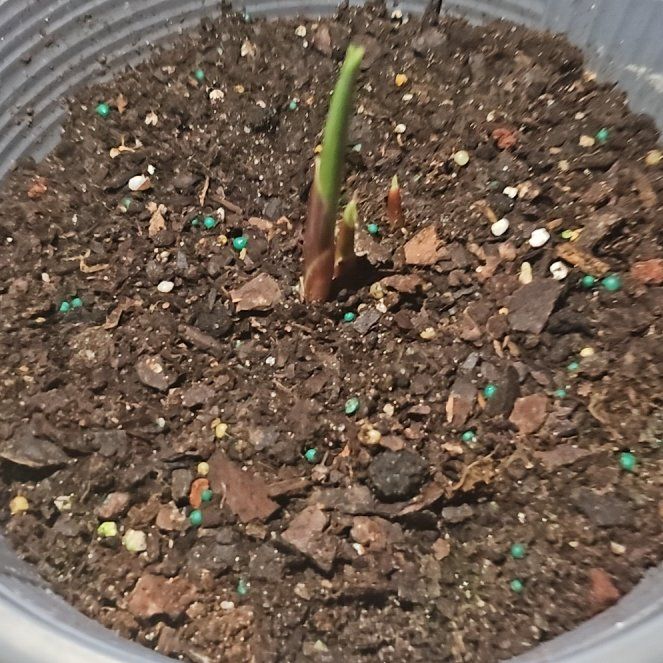 Plant care for Costus erythrophyllus on Greg, the plant care app