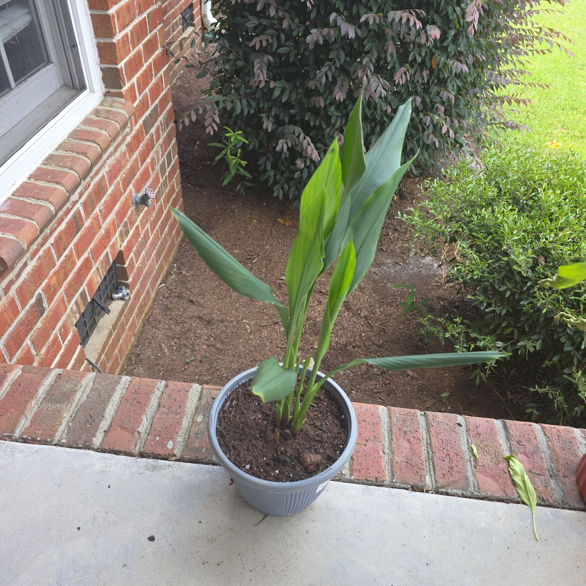 Photo of the plant species Red Cone Ginger by @HeadBaywillow40 named Walt on Greg, the plant care app