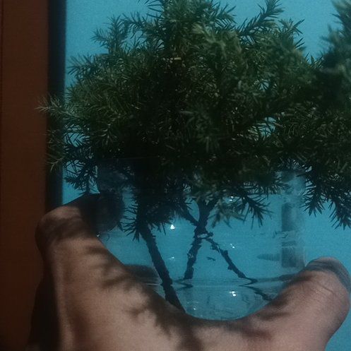 Photo of the plant species West Himalayan Fir by @LordFringetree named Treeyonsé on Greg, the plant care app