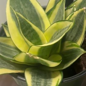 Photo of the plant species Sansevieria trifasciata 'Hahnii Golden' by @DandyLavender3 named Xena on Greg, the plant care app
