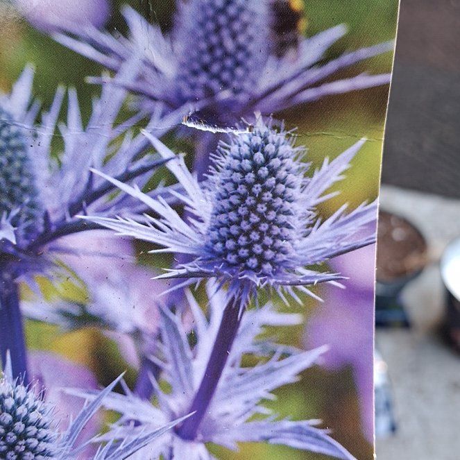 Photo of the plant species Eryngo by @FocusedCoralpea named LiloStitch on Greg, the plant care app