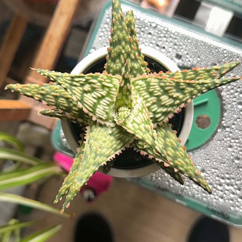 Photo of the plant species Firecracker by @EconomicBeech18 named Clooney on Greg, the plant care app