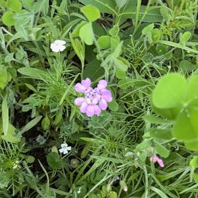Photo of the plant species Doubtful Knight's-Spur by @SmoothOrpine24 named Sigmund on Greg, the plant care app