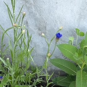Photo of the plant species Cornflower by @SmoothOrpine24 named Luna on Greg, the plant care app