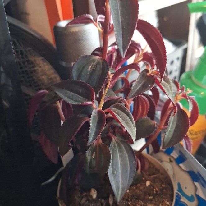 Photo of the plant species Arthrostemma parvifolium by @WeightyLychee named Luna on Greg, the plant care app