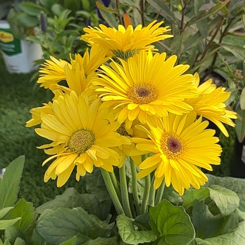 Photo of the plant species Gerbera Daisy by @EarthyLukiwan named Fernie Mercury on Greg, the plant care app