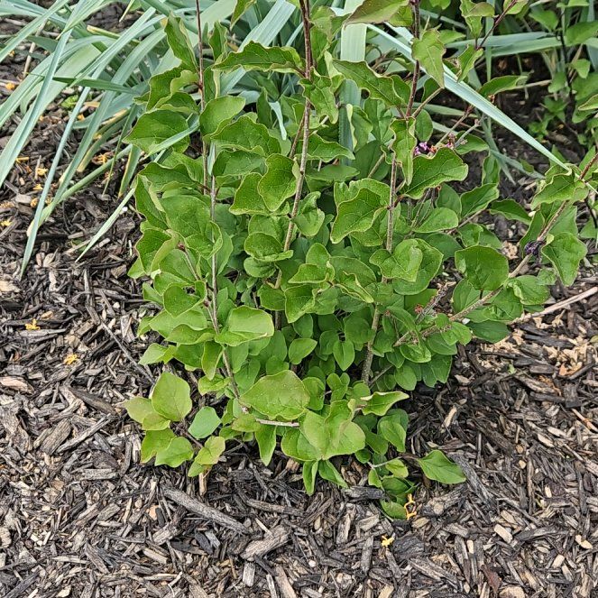 Photo of the plant species Excel Lilac by @ZingHouseleek96 named Gregarious on Greg, the plant care app