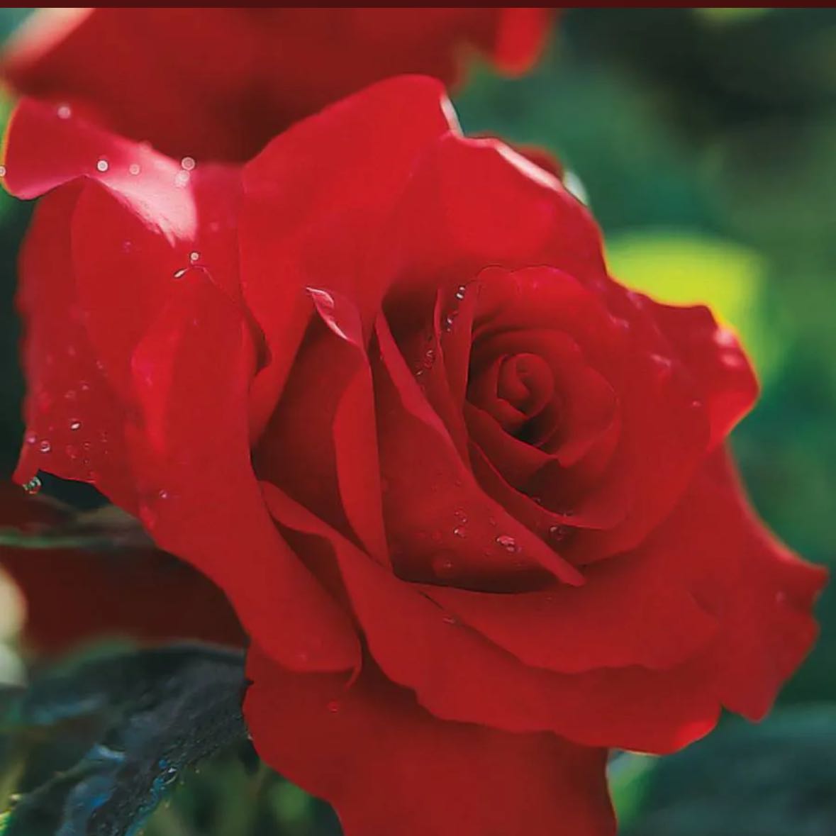 Photo of the plant species Opening Night Hybrid Tea Rose by @BonusWhitecedar named Captain Plant-it on Greg, the plant care app