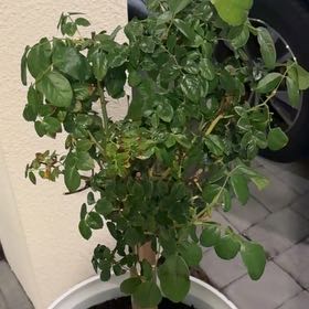 Photo of the plant species Rosa 'Frida KahloTM' by @GemCowvine46 named Zion on Greg, the plant care app