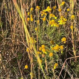 Photo of the plant species American Sneezeweed by @LeadingPepino named Kesha on Greg, the plant care app