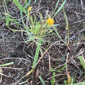 Photo of the plant species American Sneezeweed by @LeadingPepino named Morgan Treeman on Greg, the plant care app