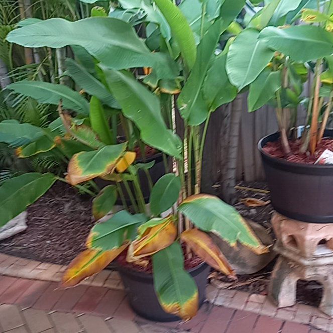 Photo of the plant species Heliconia 'Tagami' by @ClubbyChayote42 named Fernie Mercury on Greg, the plant care app