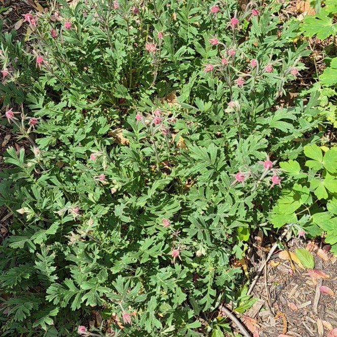 Photo of the plant species Old Man's Whiskers by @ShinyFalsealoe named Foxxy on Greg, the plant care app