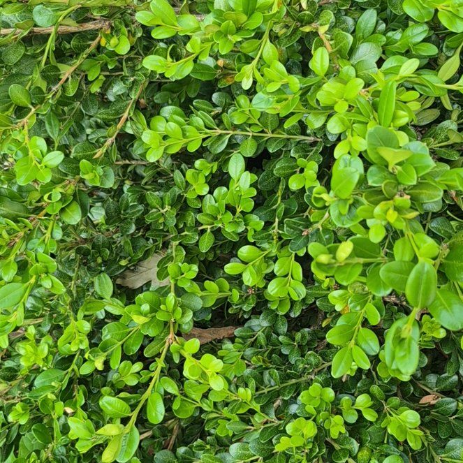 Photo of the plant species Sky Pencil Holly by @ShinyFalsealoe named Emerson on Greg, the plant care app