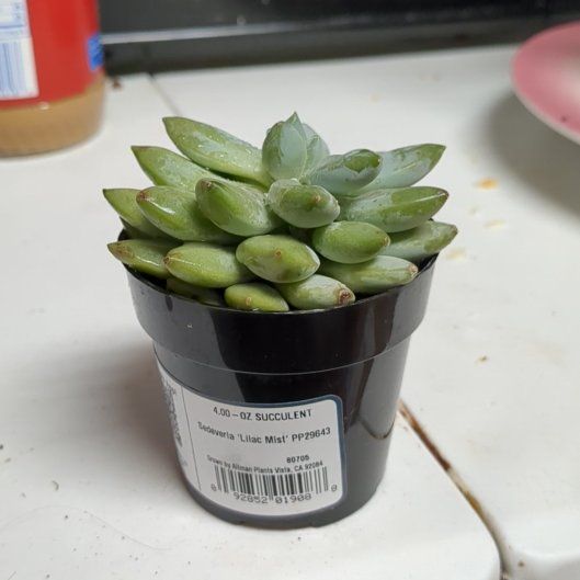 Snow Pea