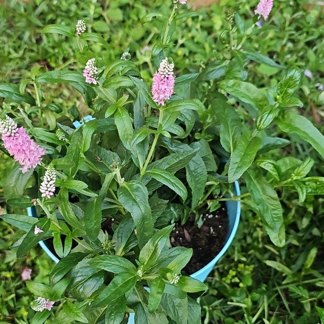Photo of the plant species Spiked Speedwell 'Romiley Purple' by @SelectRedmambo named Oscar on Greg, the plant care app