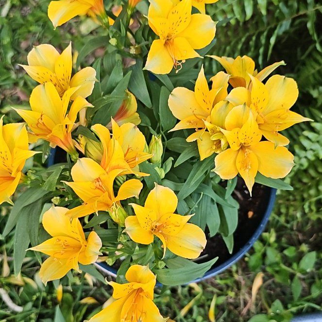 Photo of the plant species Peruvian Lily by @SelectRedmambo named Mollie on Greg, the plant care app