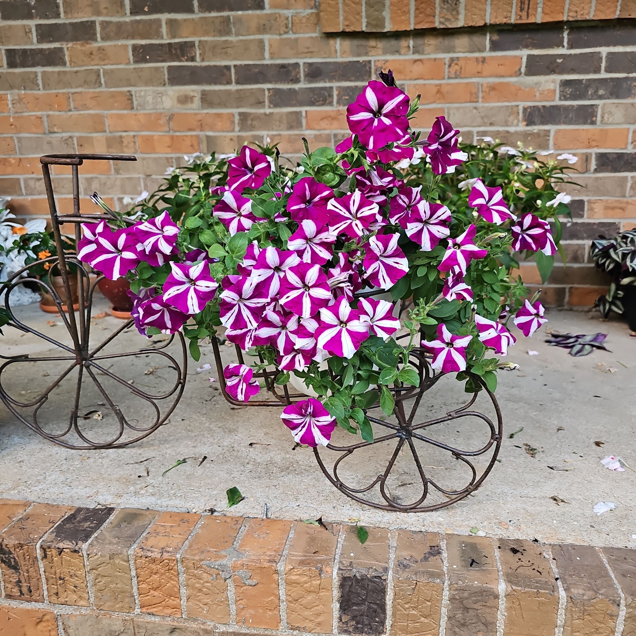 Photo of the plant species Queen of Hearts Petunia by @SelectRedmambo named Ashley on Greg, the plant care app