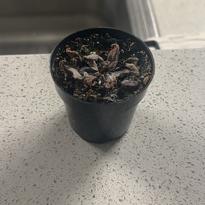 Photo of the plant species Living-Rock by @DarlingBluehaze named Rihanna on Greg, the plant care app