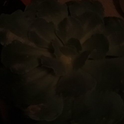 Photo of the plant species Succulent by @PetOlneya18 named Eleanor on Greg, the plant care app