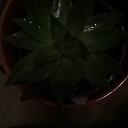 Photo of the plant species Echeveria 'Red Shade' by @PetOlneya18 named Sam on Greg, the plant care app
