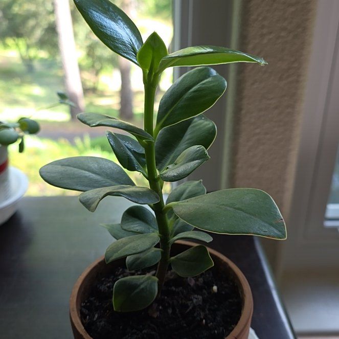Photo of the plant species Autograph Tree by @MovingCatmint47 named Harry on Greg, the plant care app