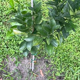 Photo of the plant species Blood Orange by @ActualCidergum named Figyonce on Greg, the plant care app