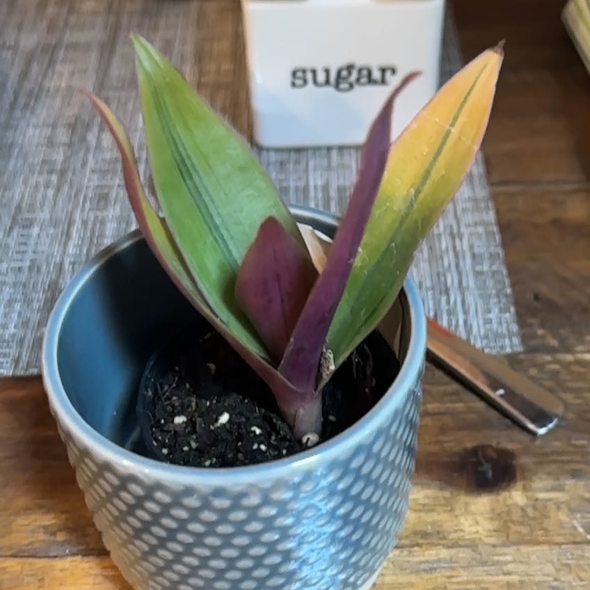 Photo of the plant species Rhoeo Golden by @AdroitlyViszsla named Sanders on Greg, the plant care app