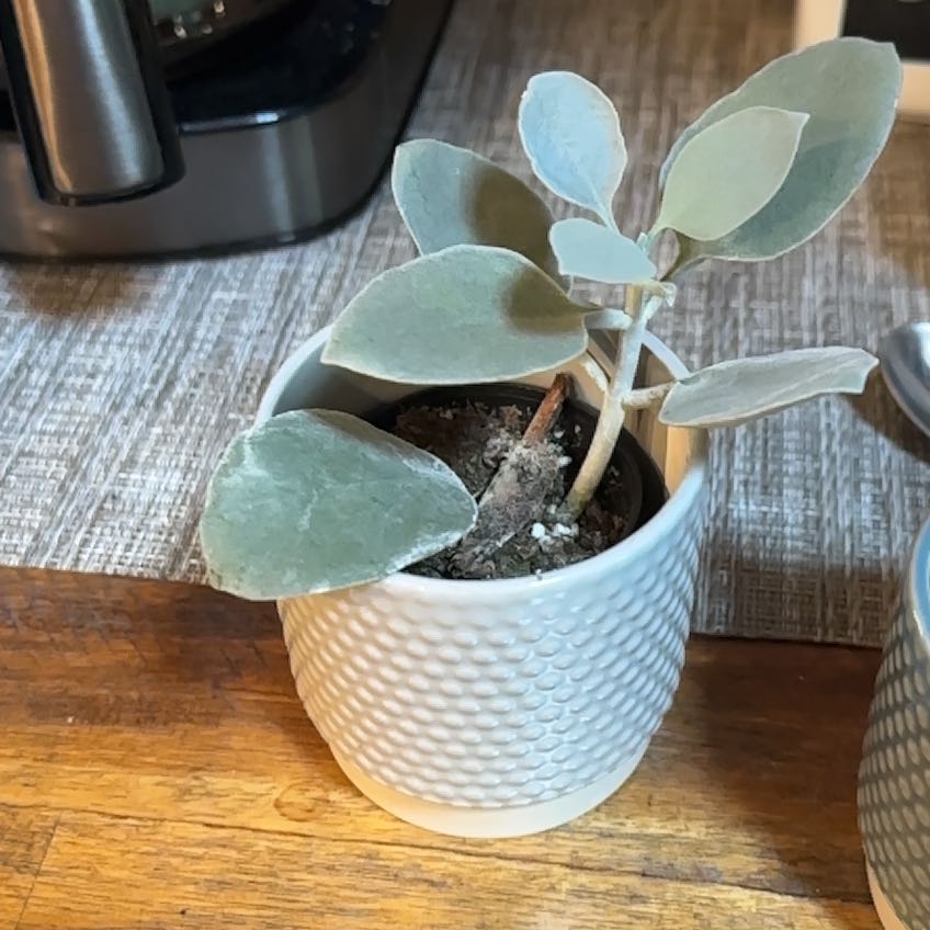 Photo of the plant species Silver Teaspoons by @AdroitlyViszsla named Bodhi on Greg, the plant care app