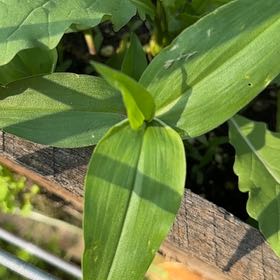 Photo of the plant species Solomon's Plume by @PoshOkra12 named McKinley on Greg, the plant care app
