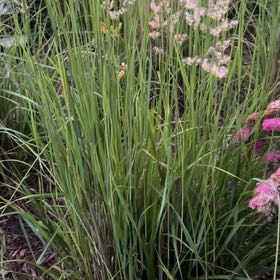 Photo of the plant species Common Velvetgrass by @RootedFanmoss36 named Delilah on Greg, the plant care app