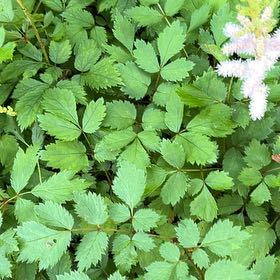Photo of the plant species Black Baneberry by @RootedFanmoss36 named Gobi on Greg, the plant care app
