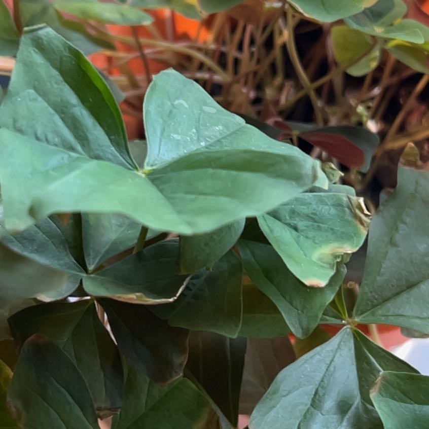 Photo of the plant species Friar's Cowl by @RootedFanmoss36 named Beyonce on Greg, the plant care app