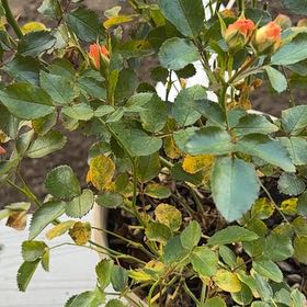 Photo of the plant species Peach Drift Rose by @HeadSeaaster27 named Aria on Greg, the plant care app