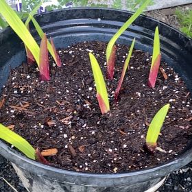 Photo of the plant species Cape Bugle-Lily by @AbsoluteChia99 named Terra on Greg, the plant care app