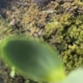 Photo of the plant species Checker Lily by @HotAgave32 named Planty on Greg, the plant care app