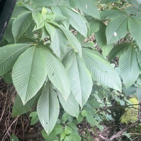 Photo of the plant species Bottlebrush Buckeye by @KinglyChayote32 named Khaleesi on Greg, the plant care app