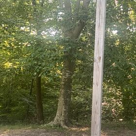 Photo of the plant species English Walnut by @KinglyChayote32 named Michelle Branch on Greg, the plant care app