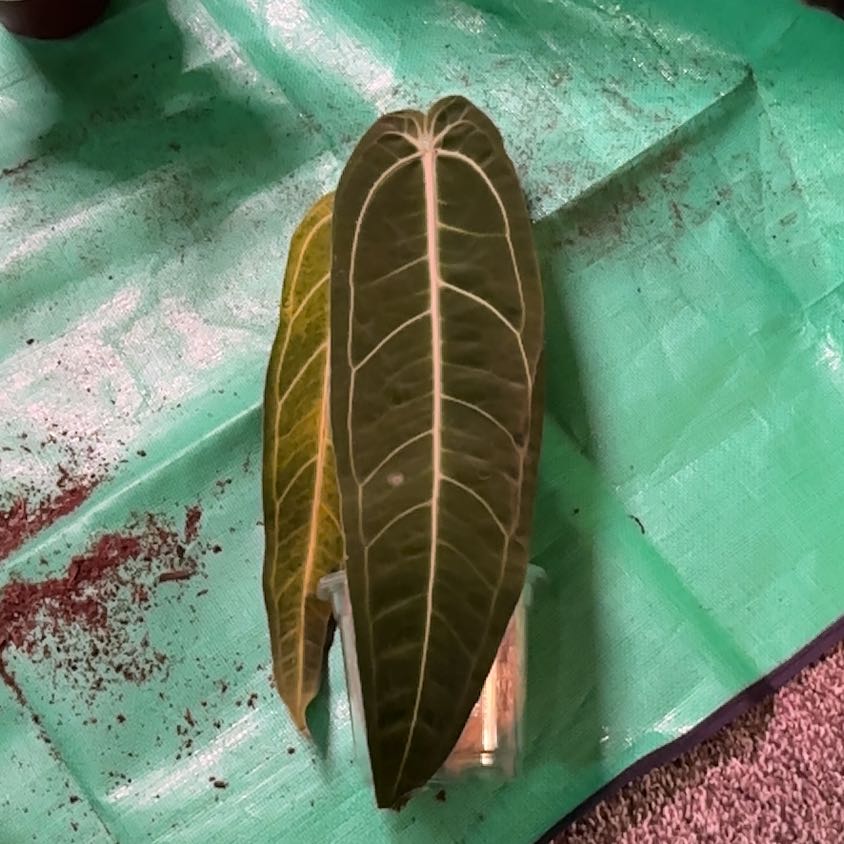 Photo of the plant species Anthurium Queen by @DearBarley79 named Queenie on Greg, the plant care app