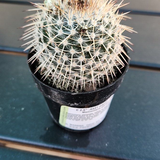 Photo of the plant species Mammillaria fraileana by @FormallyBonsi89 named Nemo on Greg, the plant care app
