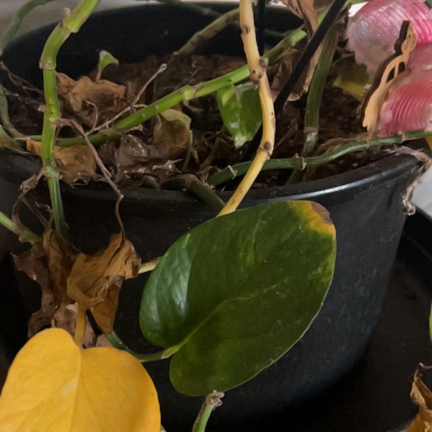 Photo of the plant species Tree Fuschia by @SvelteCoconut named Ulysses S Plant on Greg, the plant care app