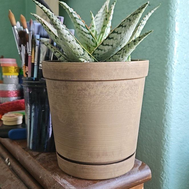 Photo of the plant species Aloe Electric 'Candy Cane' by @TopKaraka92 named Achilles on Greg, the plant care app