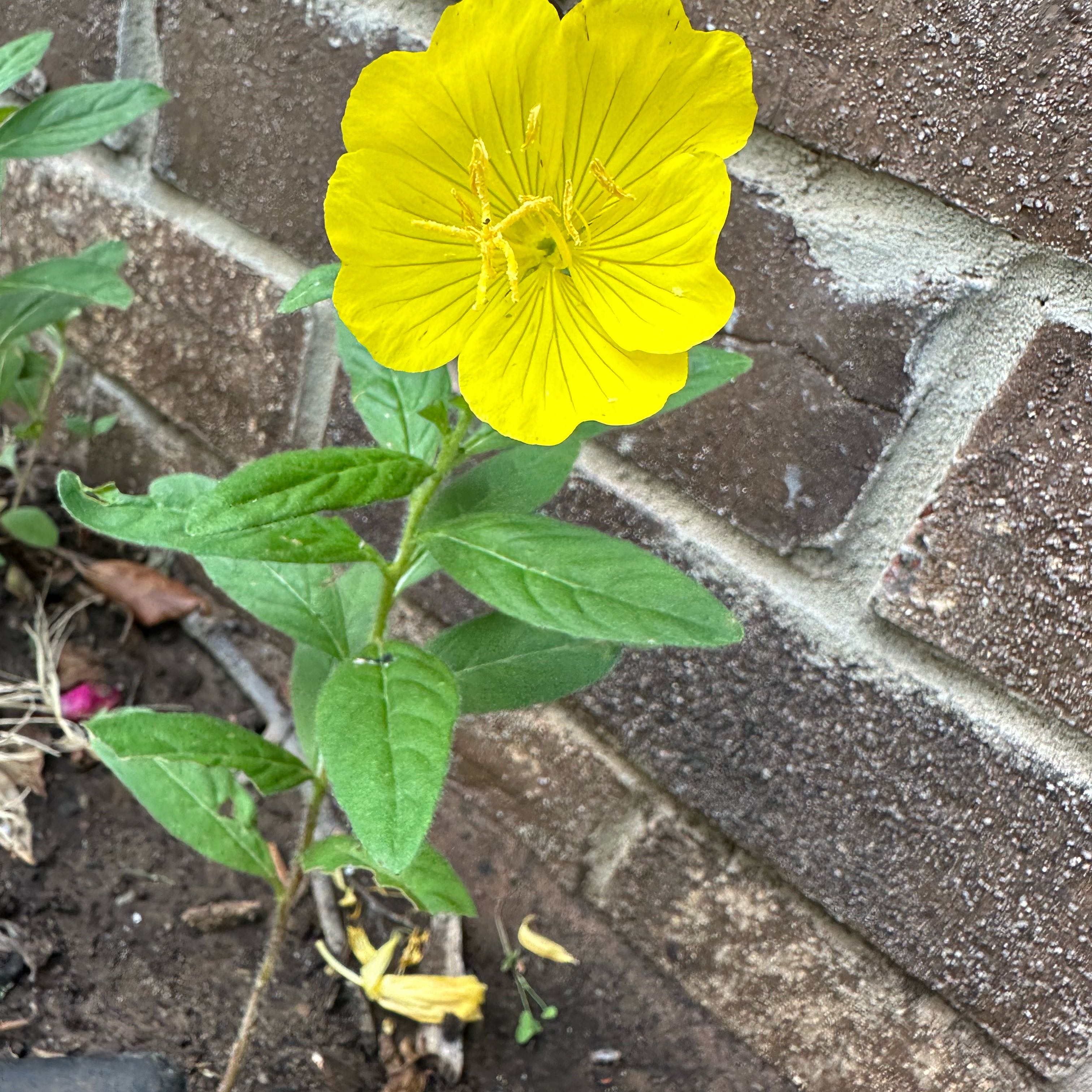 Photo of the plant species Evening Primrose by @JoyousPinetree named Morgan Treeman on Greg, the plant care app