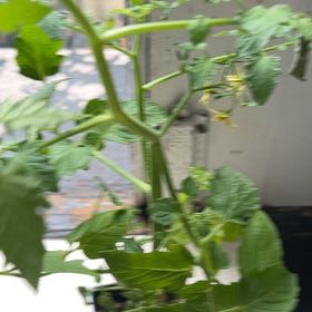 Photo of the plant species Tomato 'Sungold' by @shribidontjudge named tomato plant? on Greg, the plant care app