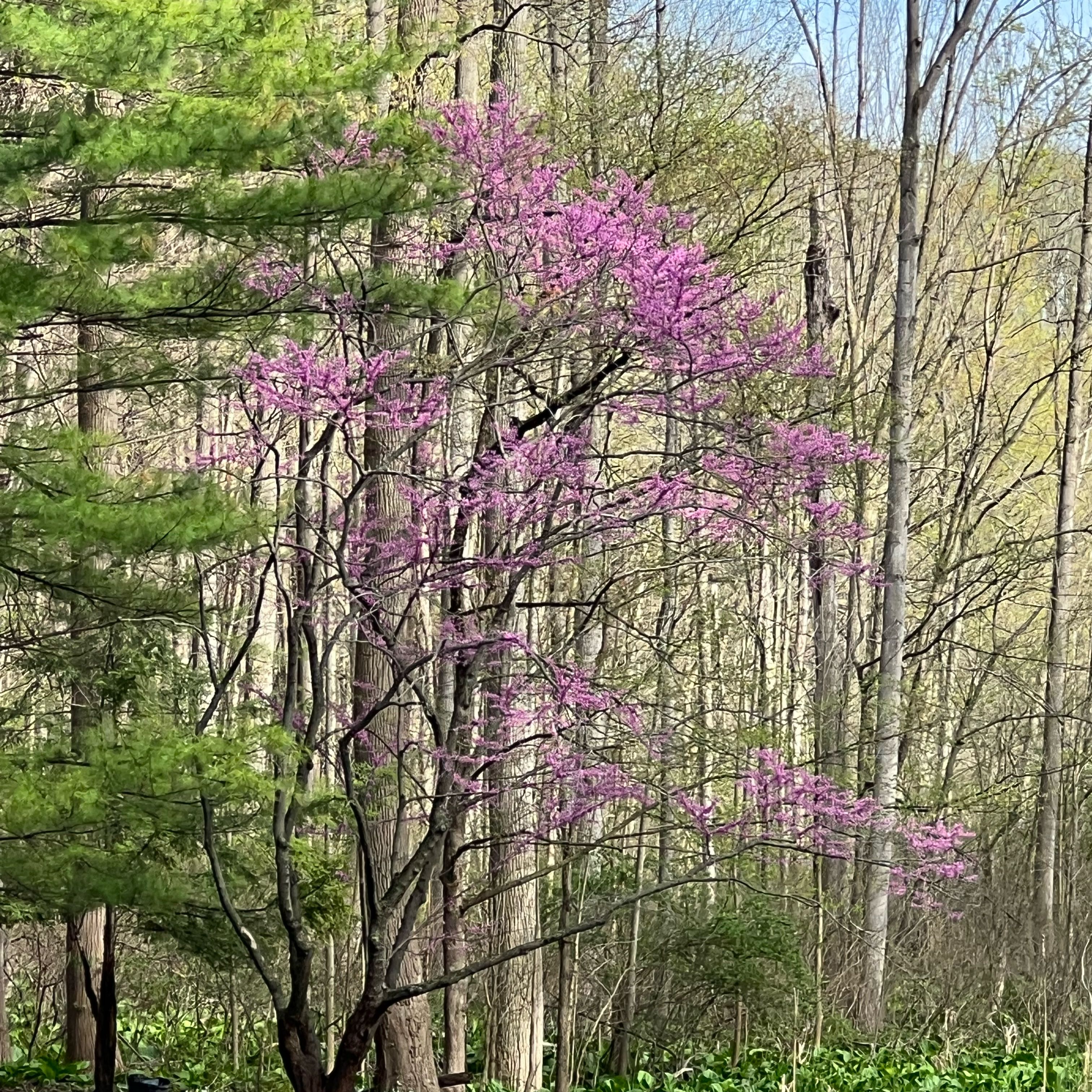 Photo of the plant species Texas Redbud by @GemCarrot68 named Zeus on Greg, the plant care app