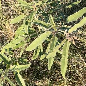 Photo of the plant species Capitate Croton by @ShapelyEggplant named Gobi on Greg, the plant care app