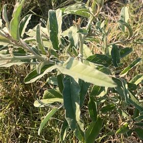 Photo of the plant species Russian Olive by @ShapelyEggplant named Scarlett on Greg, the plant care app